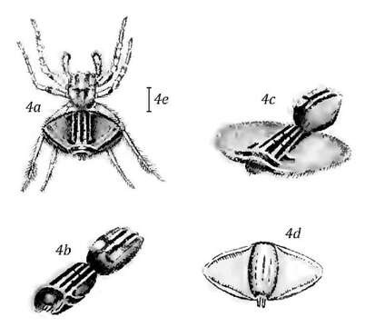 Image of Maratus volans (O. Pickard-Cambridge 1874)