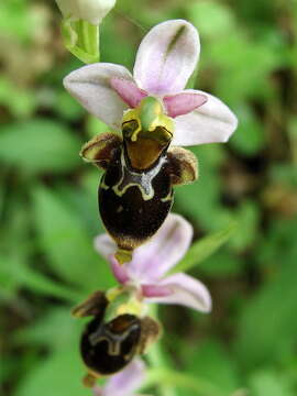 Image of Woodcock bee-orchid