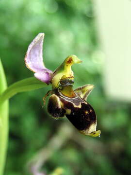 Image of Woodcock bee-orchid