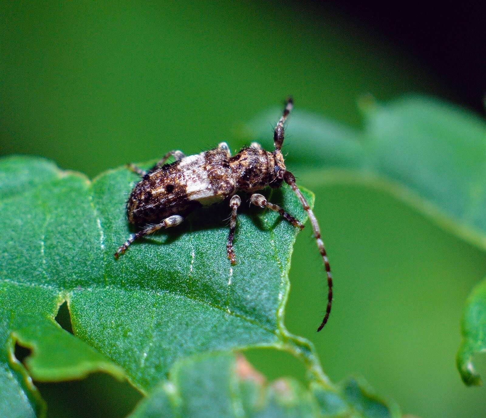 Image of Pogonocherus fasciculatus (Degeer 1775)