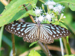 Image of Ideopsis vulgaris contigua Talbot 1939