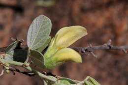 Image of Rhynchosia nitens Harv.