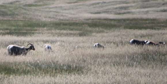 Imagem de Ovis canadensis canadensis Shaw 1804