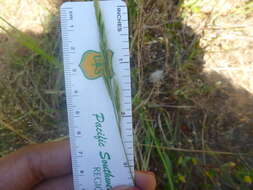 Image of brome fescue