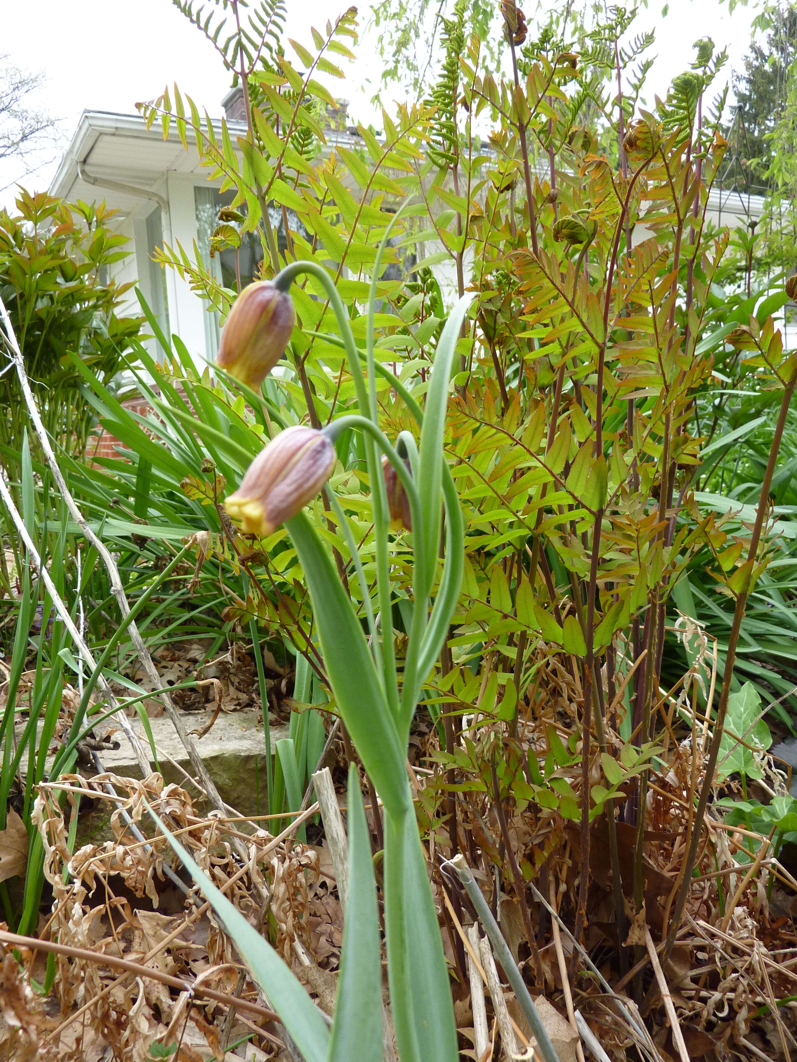 Слика од Fritillaria uva-vulpis Rix