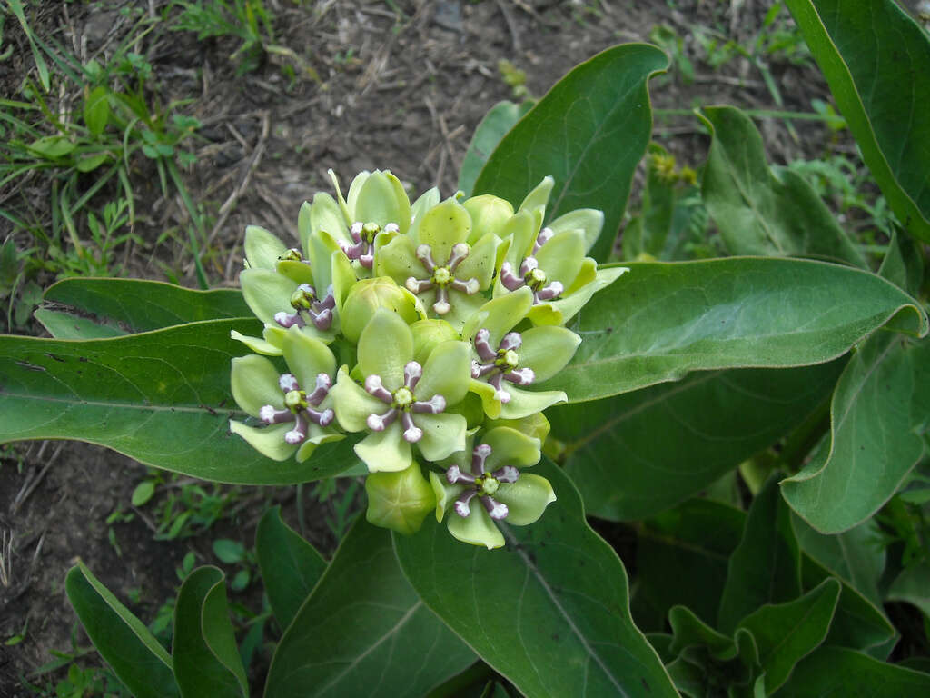 صورة Asclepias viridis Walt.