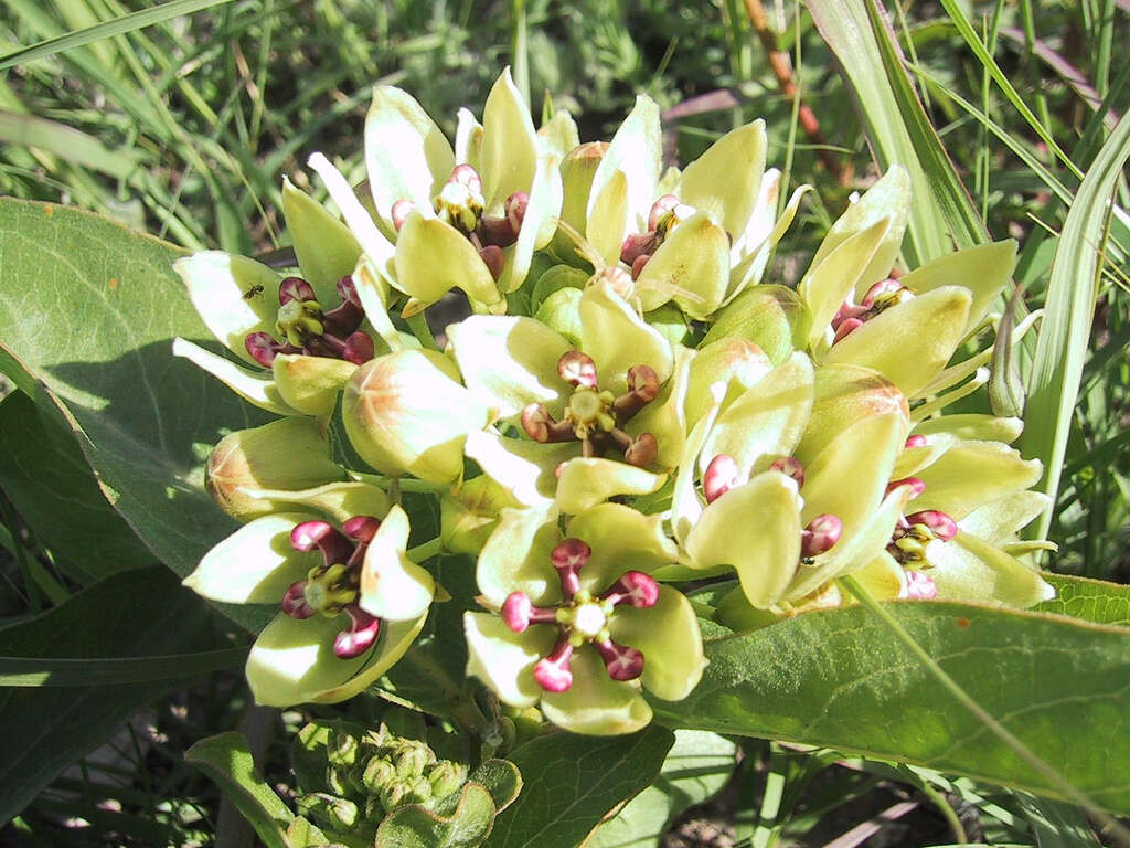 صورة Asclepias viridis Walt.