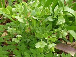 Image of Stinking Hellebore