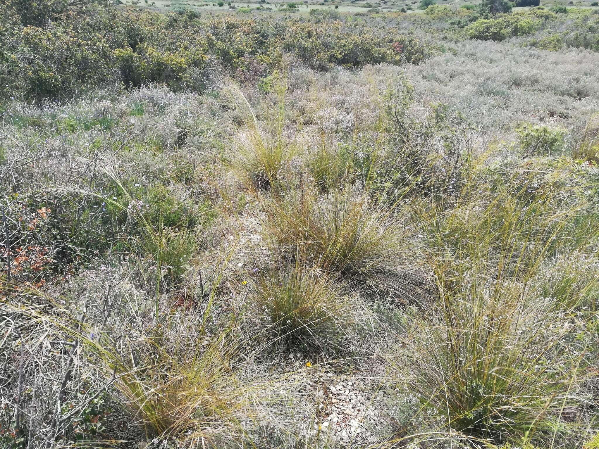 Image of Stipa juncea L.