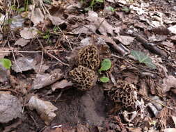 Image of Morchella vulgaris