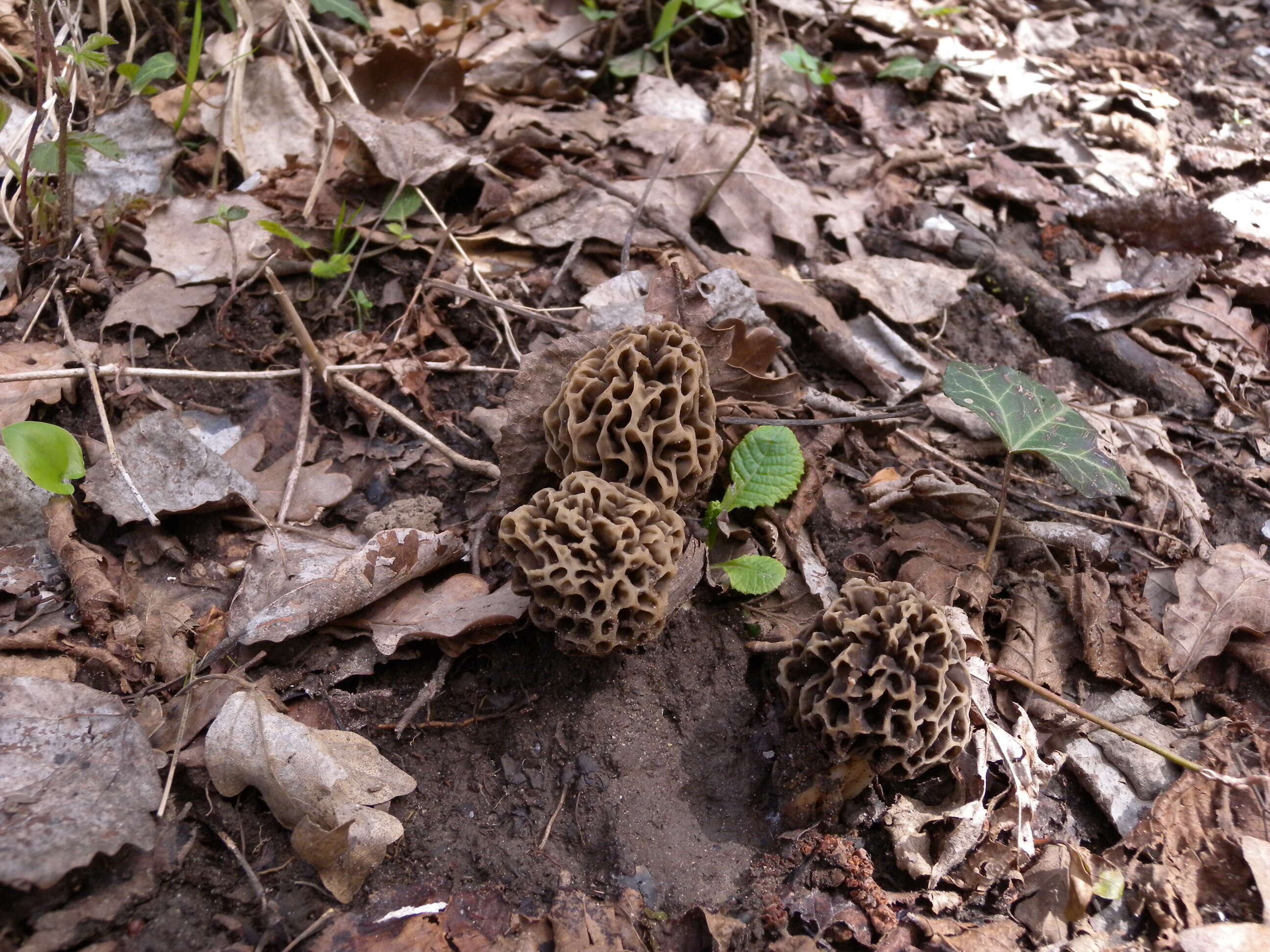 Image of Morchella vulgaris