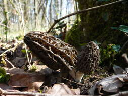 Imagem de Morchella esculenta (L.) Pers. 1801