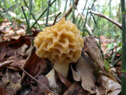 Image of Yellow Morel