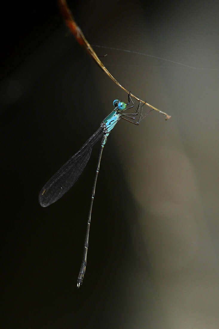 Image of Indolestes vitiensis (Tillyard 1924)