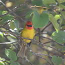 Image of Red-headed Tanager