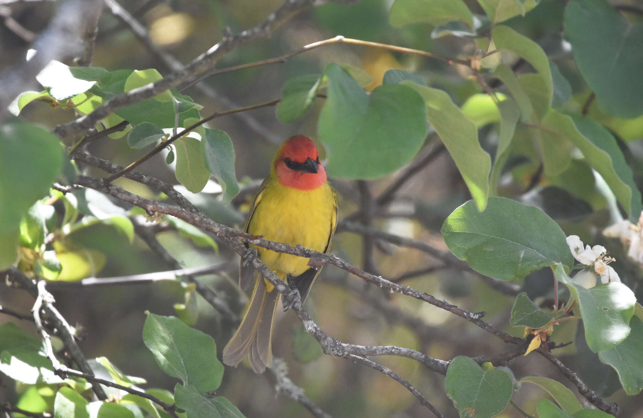 Image of Red-headed Tanager