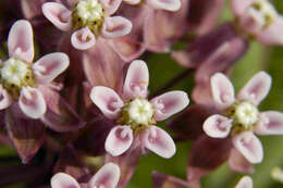 Image of prairie milkweed