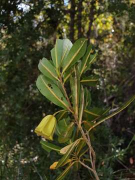 Imagem de Nesogordonia pachyneura Capuron ex L. C. Barnett