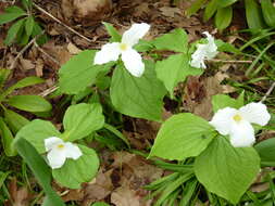 Imagem de Trillium grandiflorum (Michx.) Salisb.