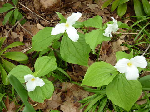 Image of White trillium