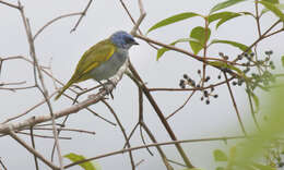 Image of Blue-capped Tanager