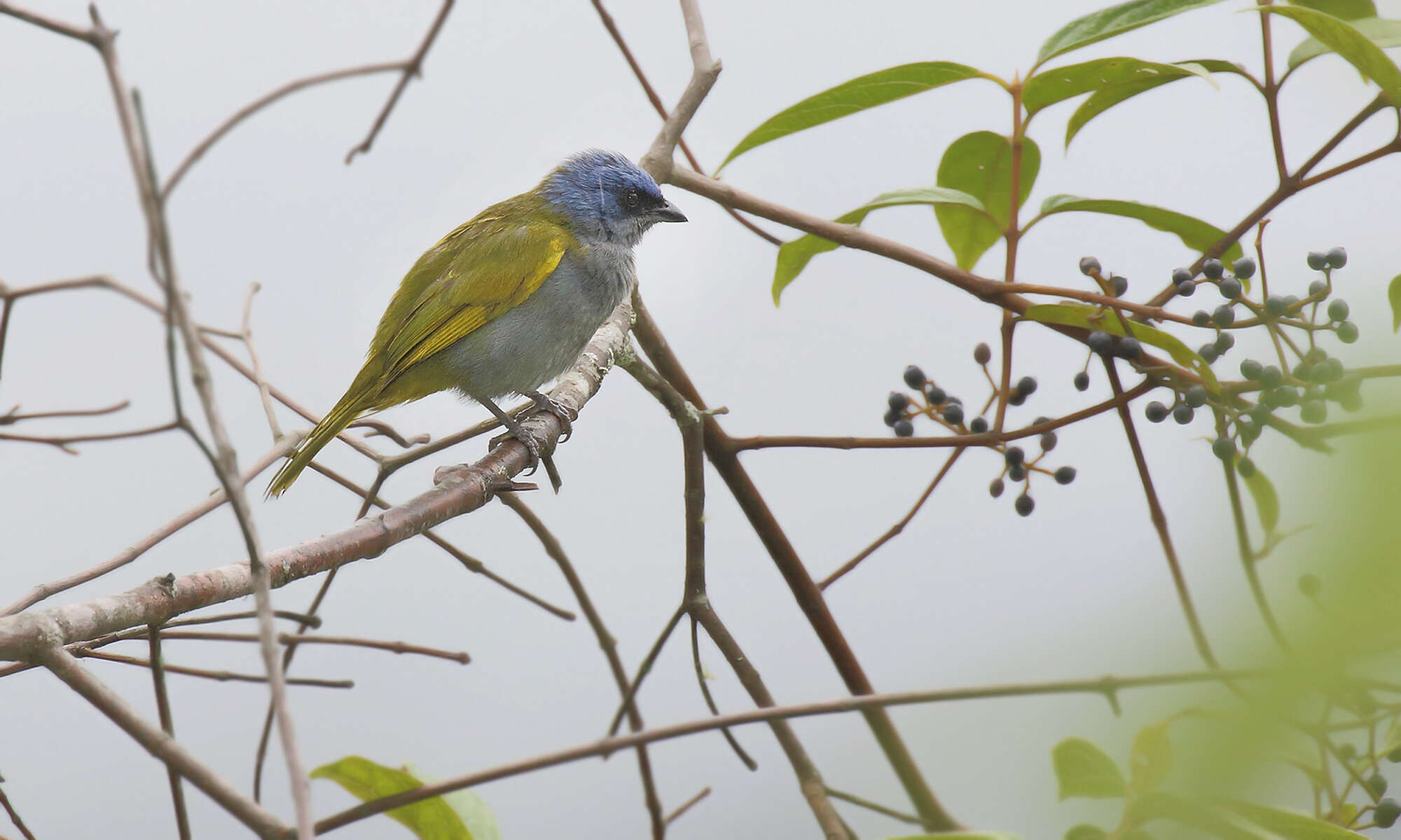 Image of Blue-capped Tanager