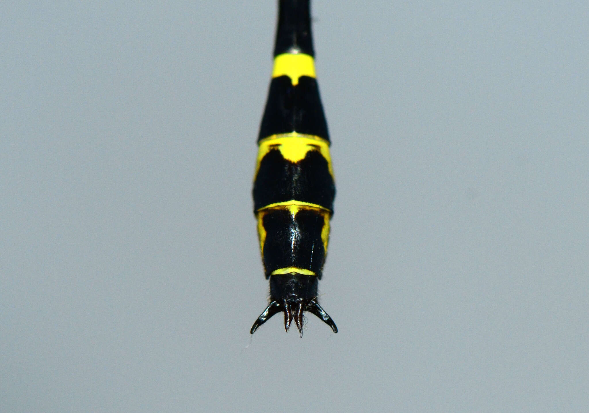 Image of Cyclogomphus flavoannulatus Rangnekar, Dharwadkar, Sadasivan & Subramanian 2019
