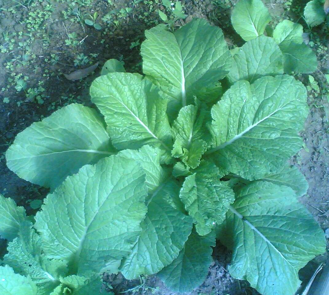 Image of Chinese mustard