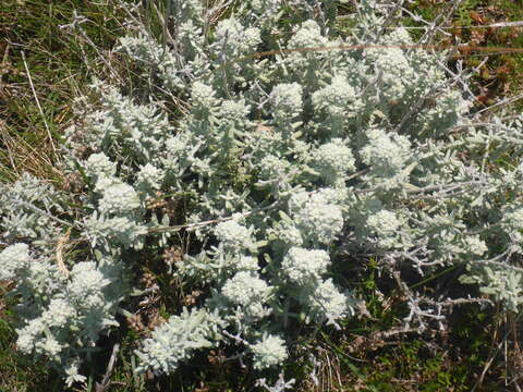 Teucrium capitatum subsp. capitatum的圖片