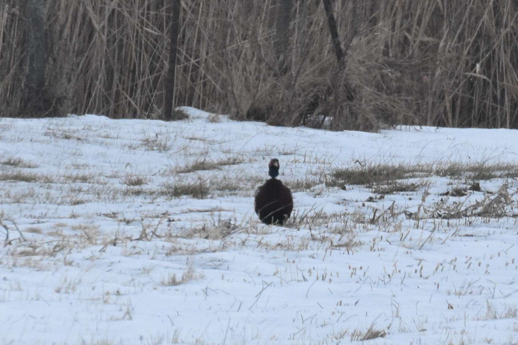 Image of Chinese Ring-necked Pheasant