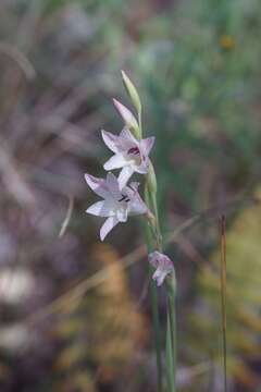 Imagem de Gladiolus erectiflorus Baker