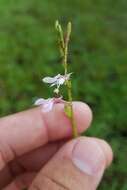 Sivun Oenothera simulans (Small) W. L. Wagner & Hoch kuva