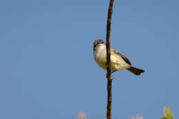 Image of Straneck's Tyrannulet