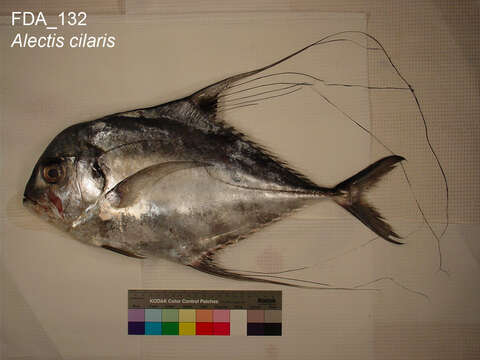 Image of African Pompano