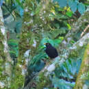 Image of Black Robin