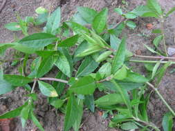 Image of sessile joyweed