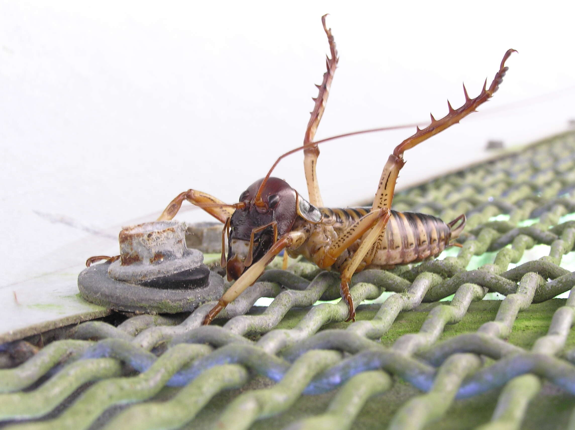 Image of Wellington tree weta