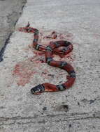 Image of False Coral Snake