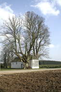 Image of Large-leaved Lime