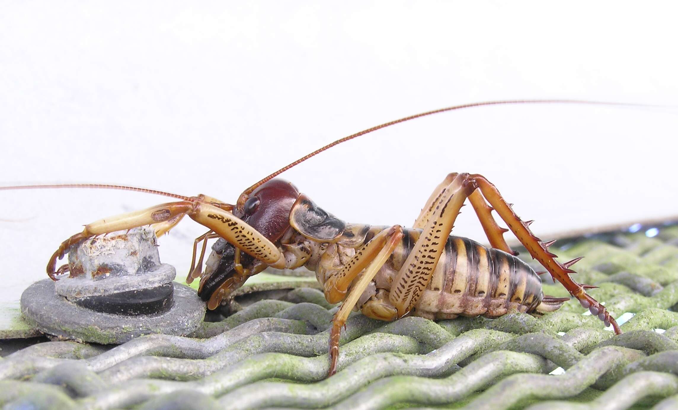 Image of Wellington tree weta