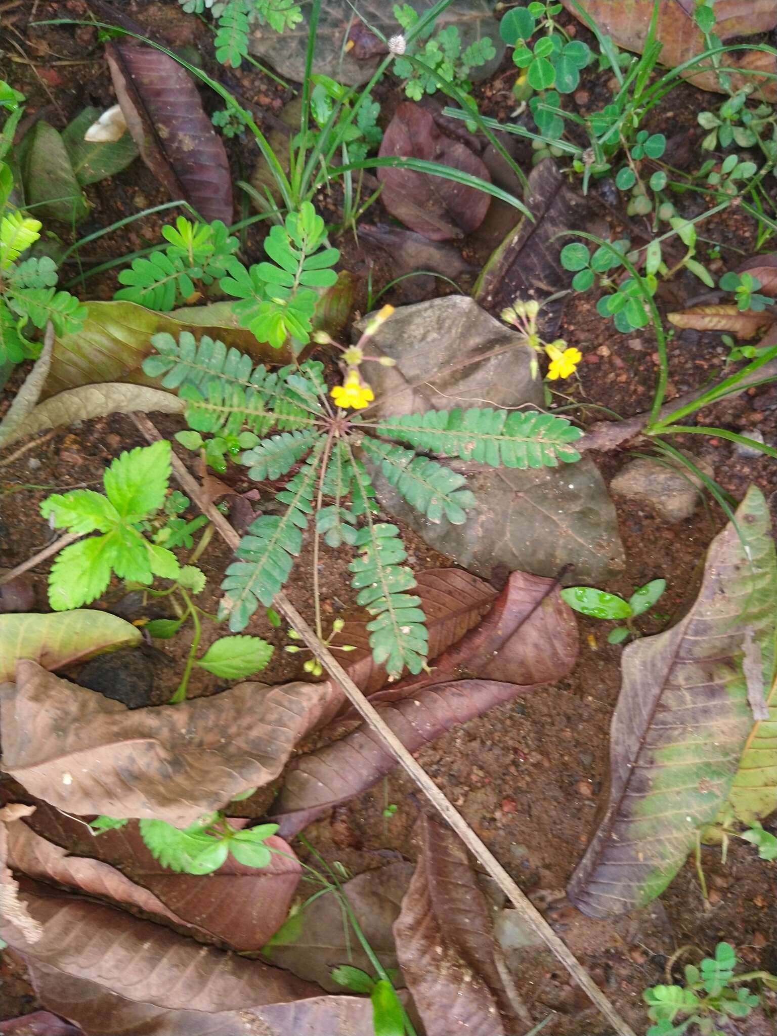 Image of Biophytum sensitivum (L.) DC.