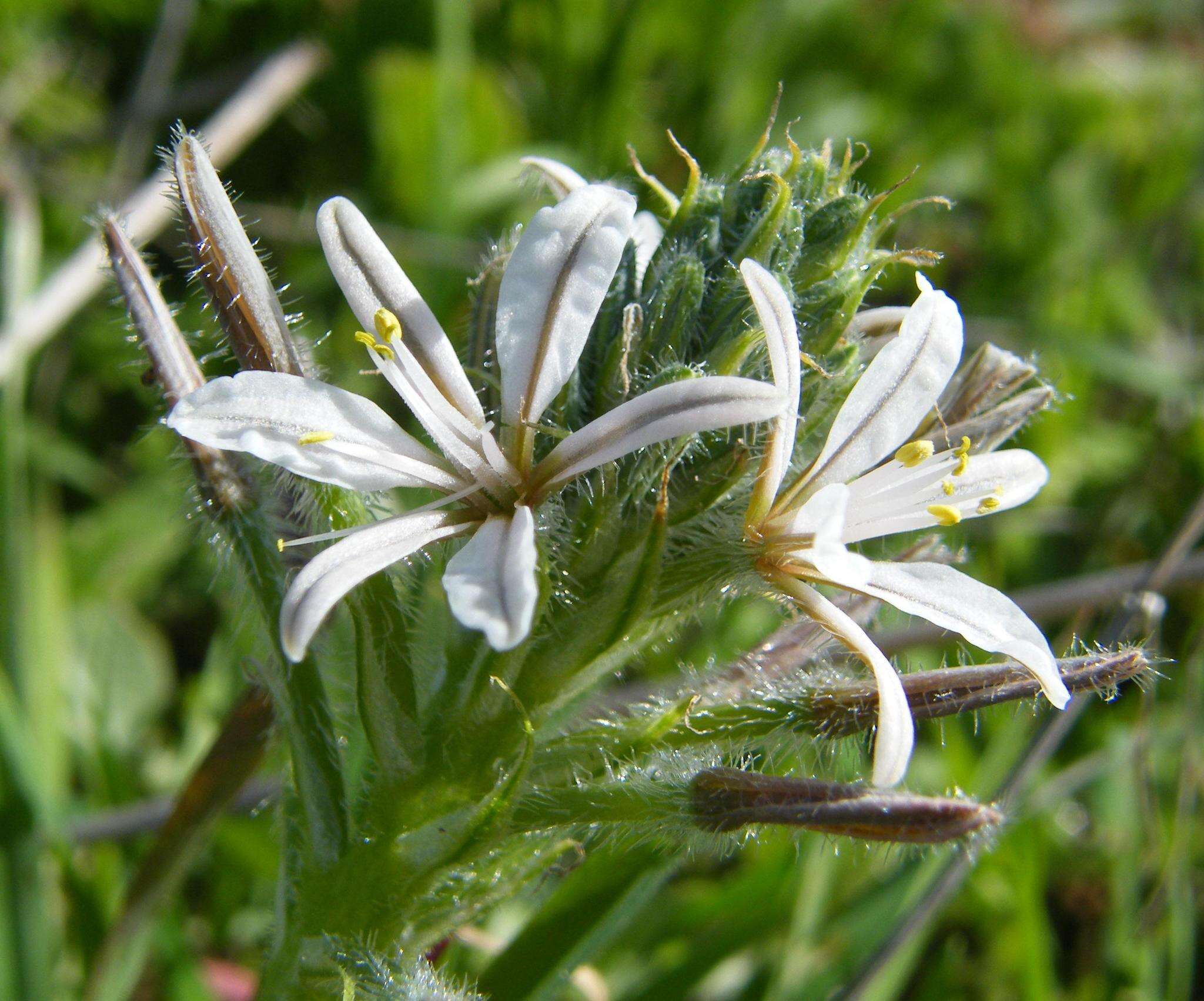 Image of Trachyandra ciliata (L. fil.) Kunth