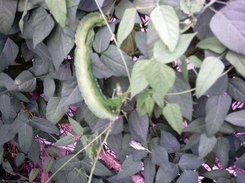 Image of winged bean