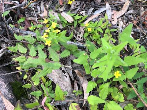 Image of Goodenia heterophylla subsp. teucriifolia (F. Müll.) R. Carolin