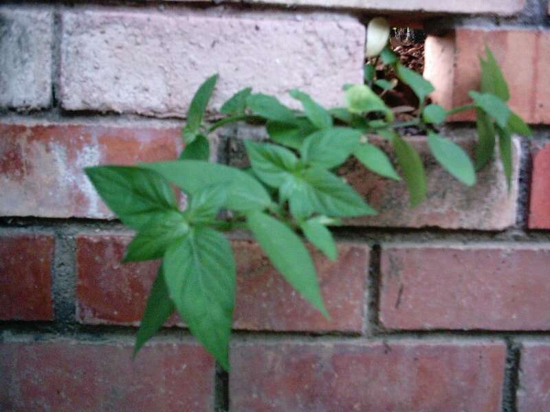 Image of Chinese violet