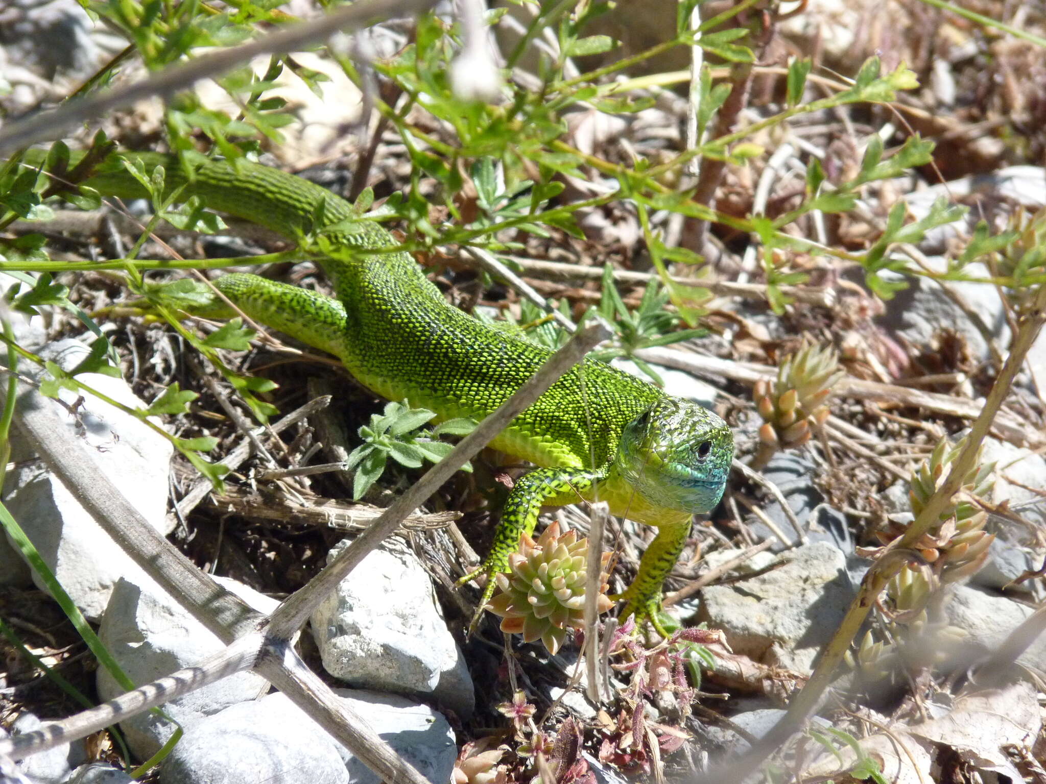 Image of Lacerta bilineata bilineata Daudin 1802