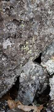 Image of alpine arthrorhaphis lichen