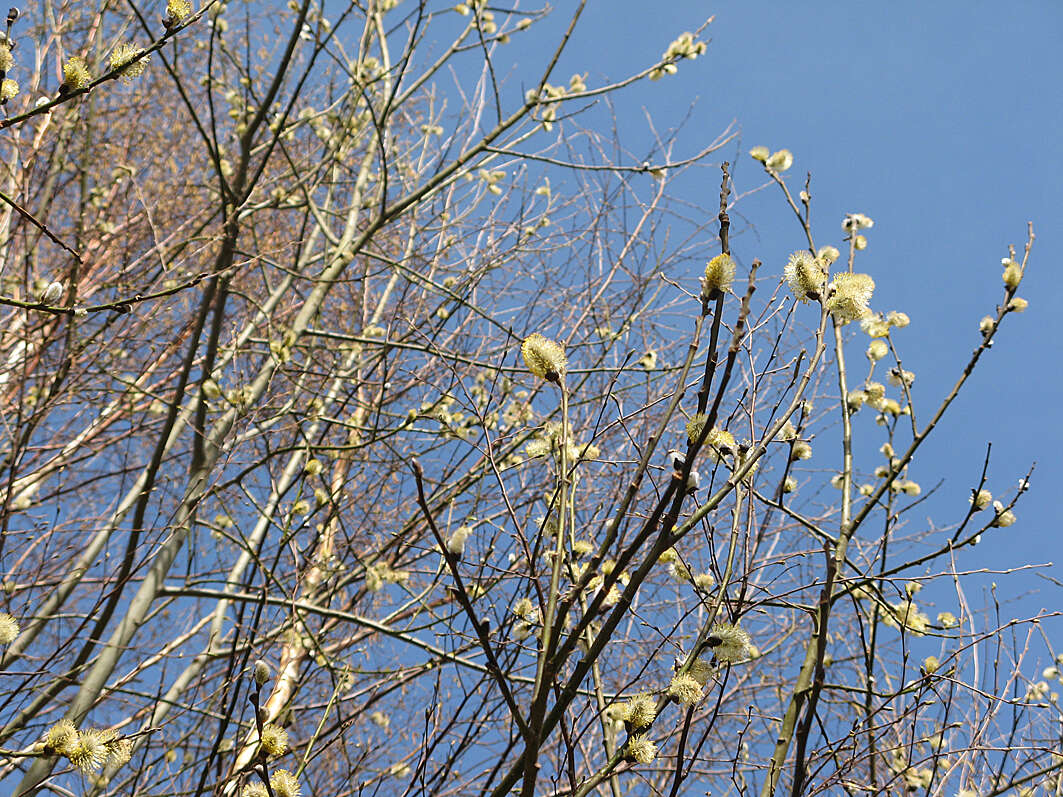 Image of goat willow