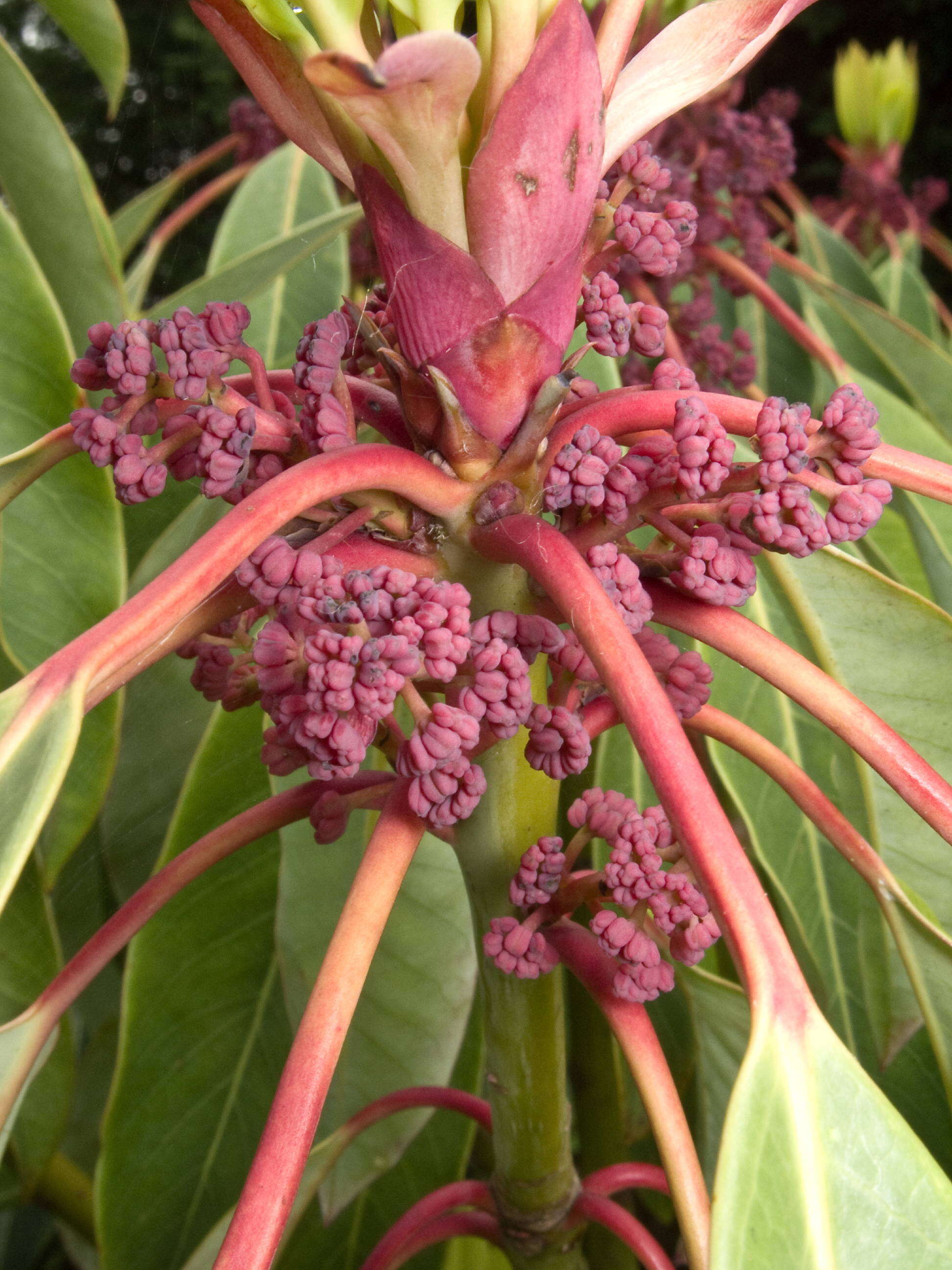 Image of Daphniphyllum macropodum Miq.