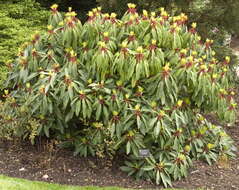 Image de Daphniphyllum macropodum Miq.